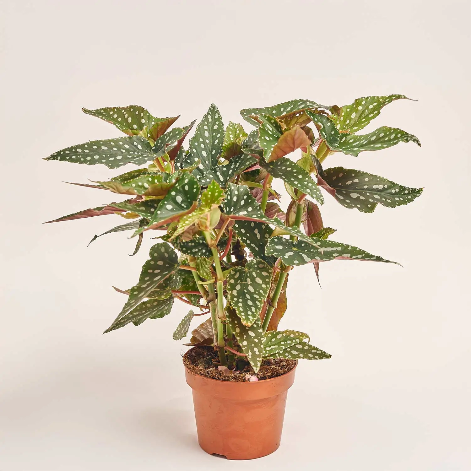 Зображення товару Бегонія Макулата Спотл Грін, артикул: 51539