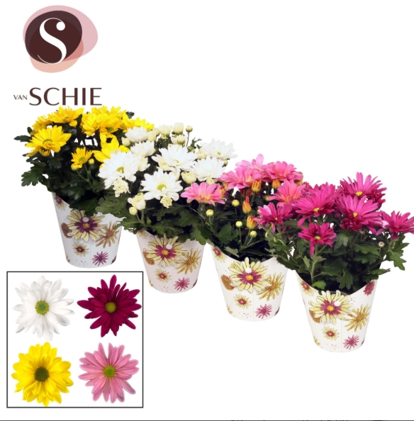 Зображення товару Хризантема Маргаріта в упаковці, артикул: 57150