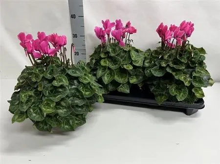 Цикламен XL рожевий, артикул: 53198 Зображення товару Цикламен XL рожевий, артикул: 53198