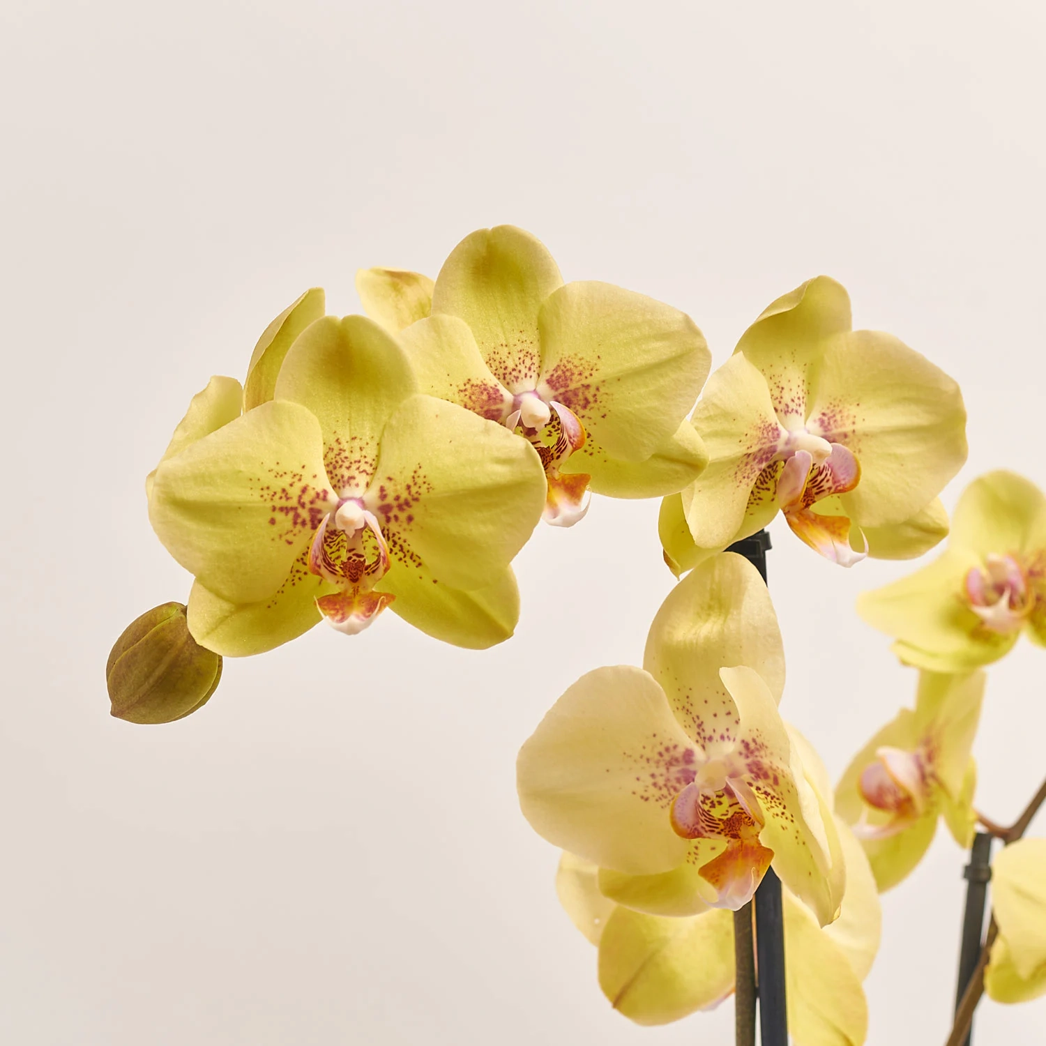 Зображення товару Фаленопсис 3ст. мікс, артикул: 23152