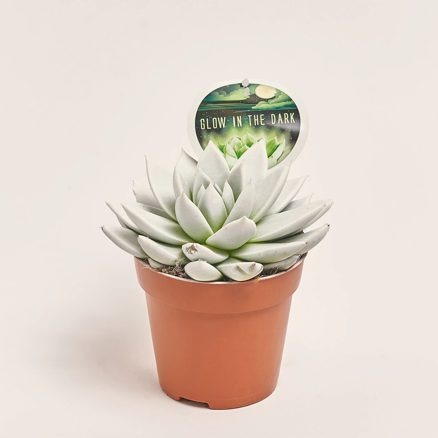 Зображення товару Ехеверія Міранда люмінісцентна, артикул: 54110