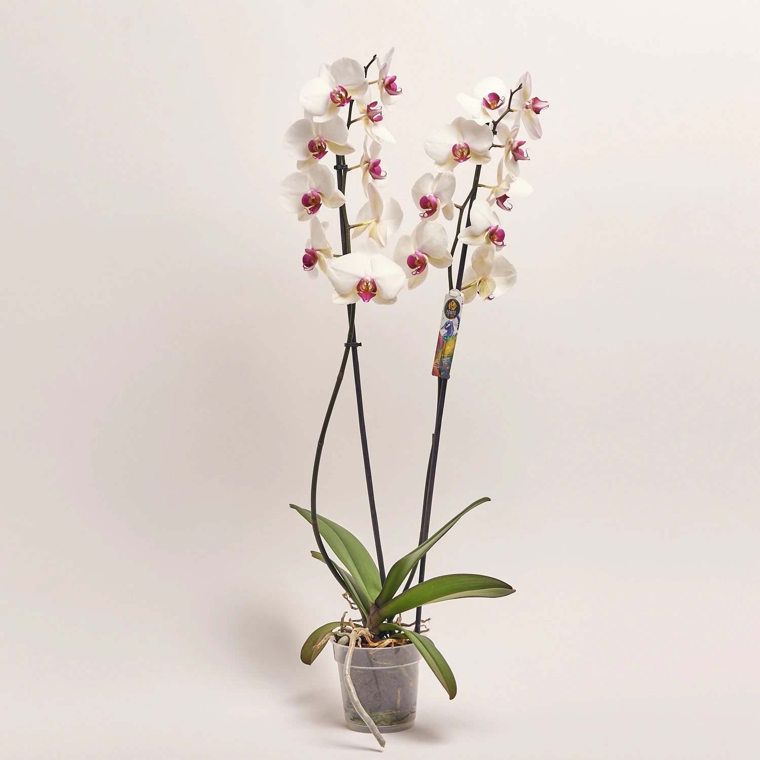 Зображення товару Фаленопсис 2ст. мікс, артикул: 18519