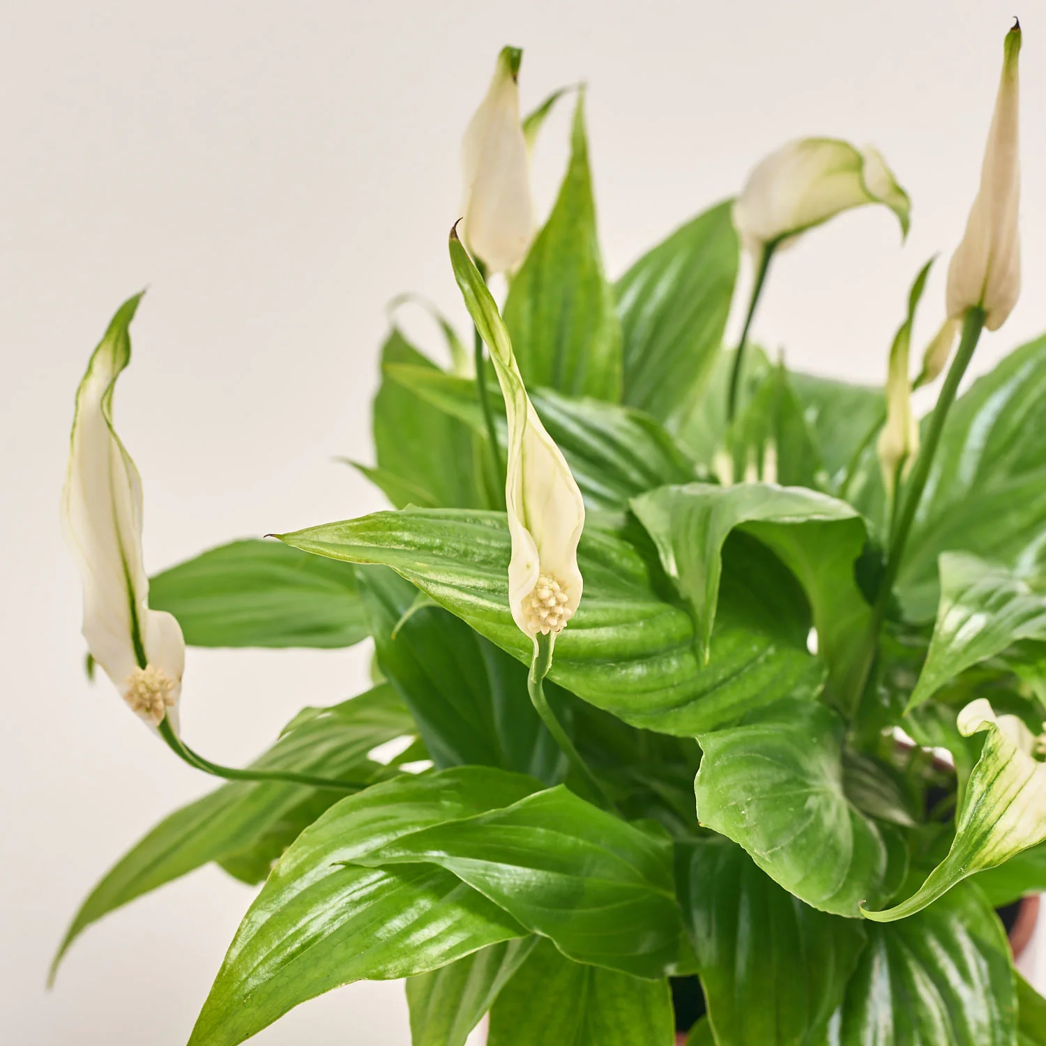 Зображення товару Спатифіллум Шопен в кер., артикул: 52478