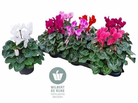 Зображення товару Цикламен Супер Макро, артикул: 44085