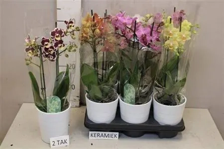 Фаленопсис мультифлора 2ст. мікс в кер., артикул: 53068 Зображення товару Фаленопсис мультифлора 2ст. мікс в кер., артикул: 53068