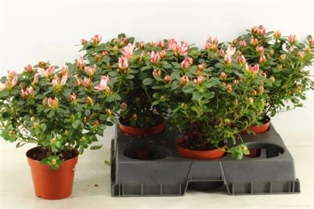 Зображення товару Азалія Сачсенстер, артикул: 36164