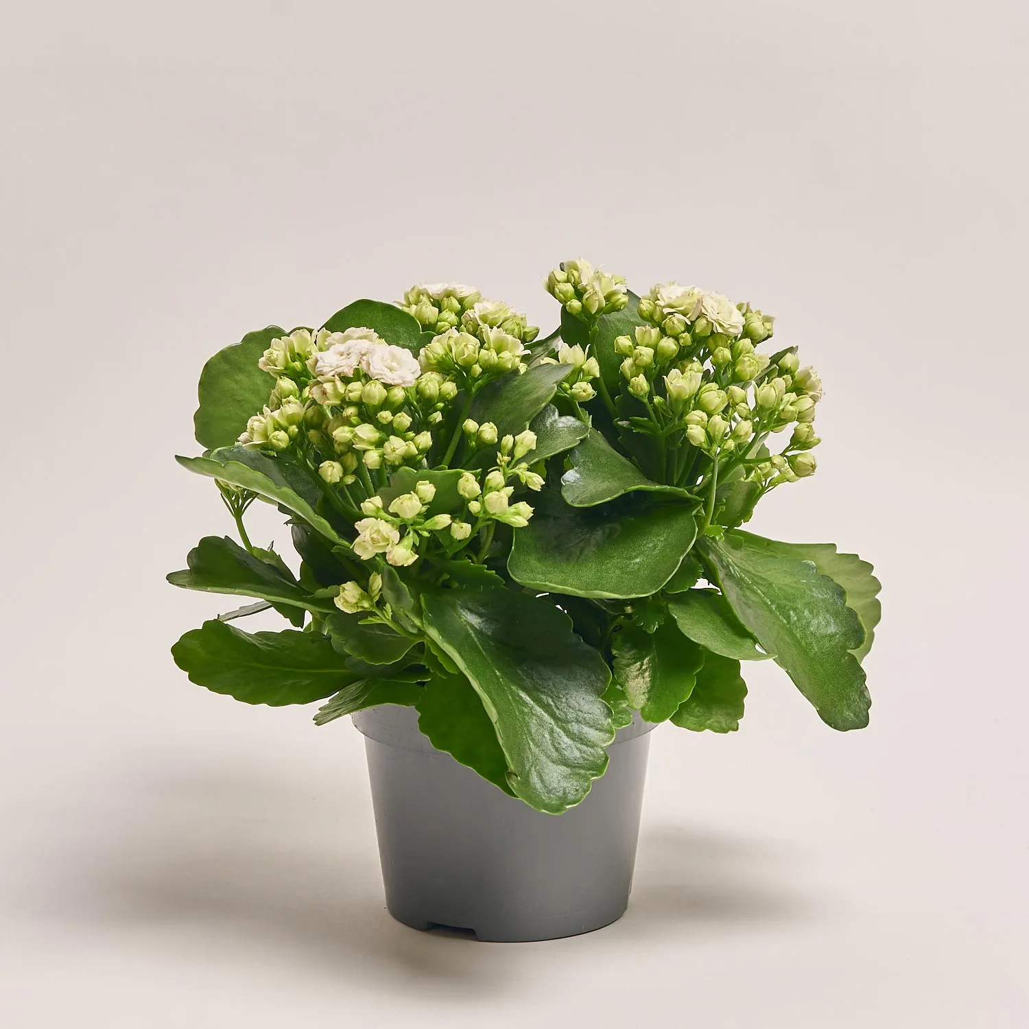 Каланхоє мікс, артикул: 1243 Зображення товару Каланхоє мікс, артикул: 1243