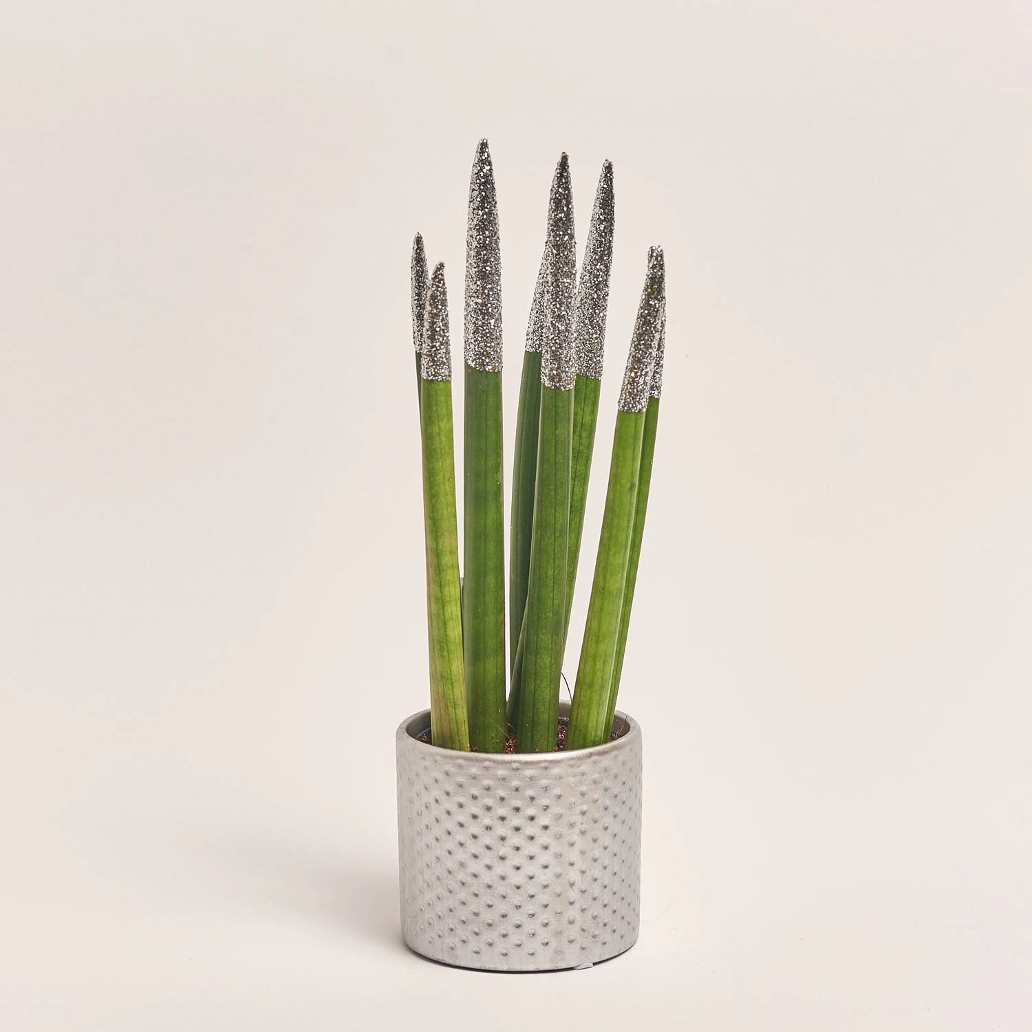 Зображення товару Сансевієрія Циліндріка гліттер в кер., артикул: 10110
