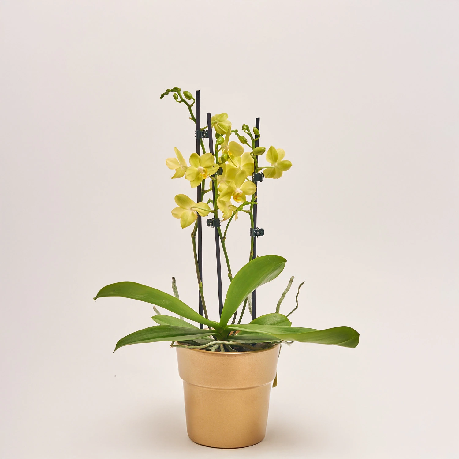 Зображення товару Фаленопсис "Вольтера" 2ст. в кер., артикул: 55606