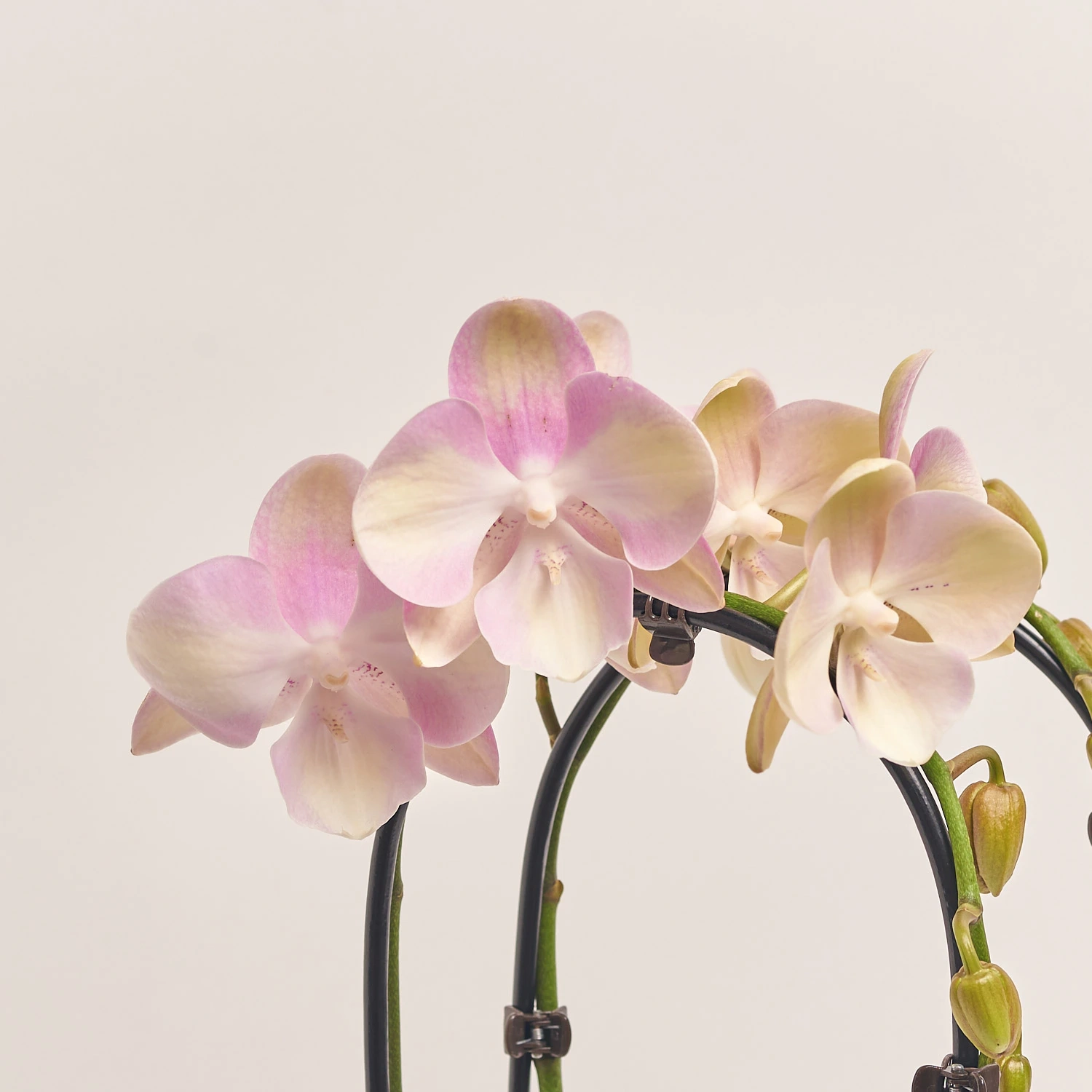 Зображення товару Фаленопсис каскад 2ст. мікс, артикул: 18513