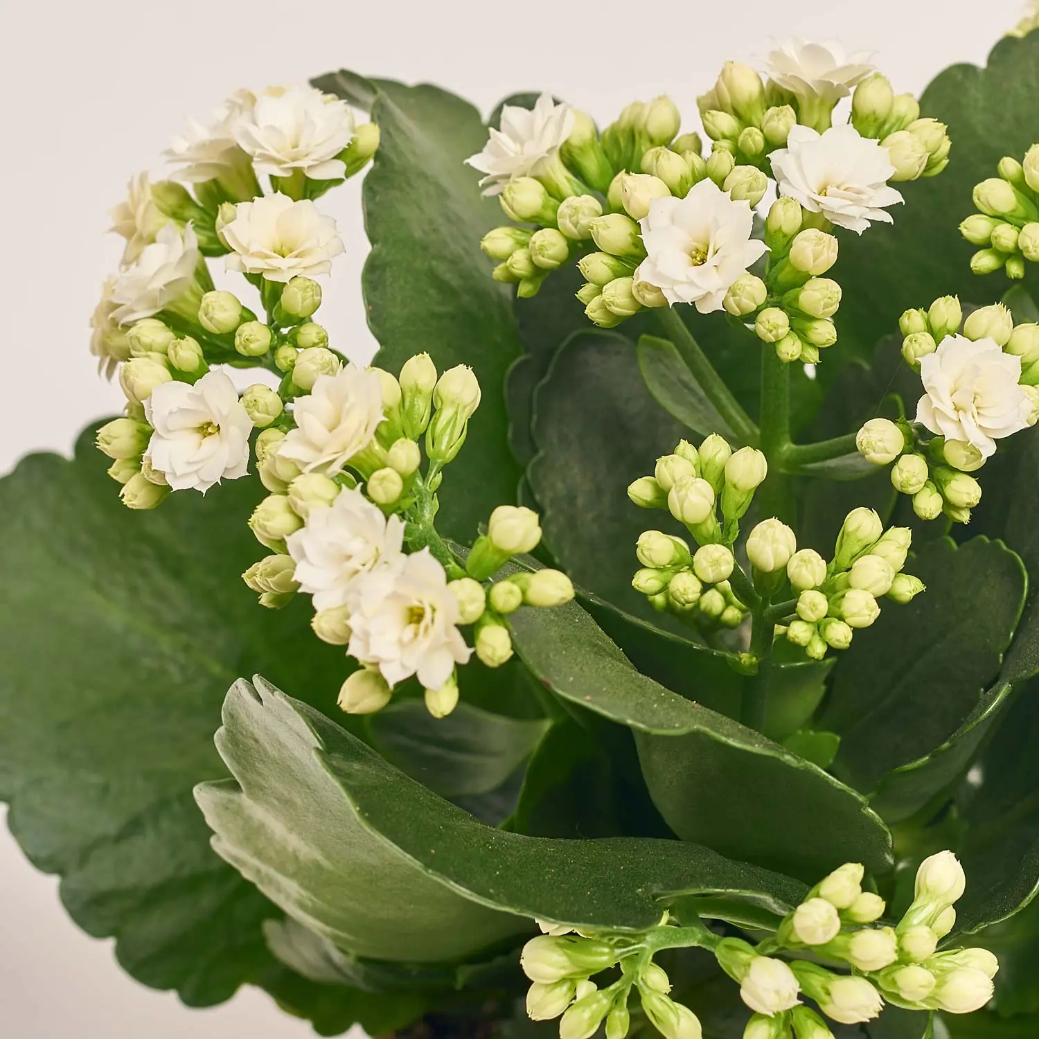 Каланхоє Роял мікс, артикул: 54597 Зображення товару Каланхоє Роял мікс, артикул: 54597