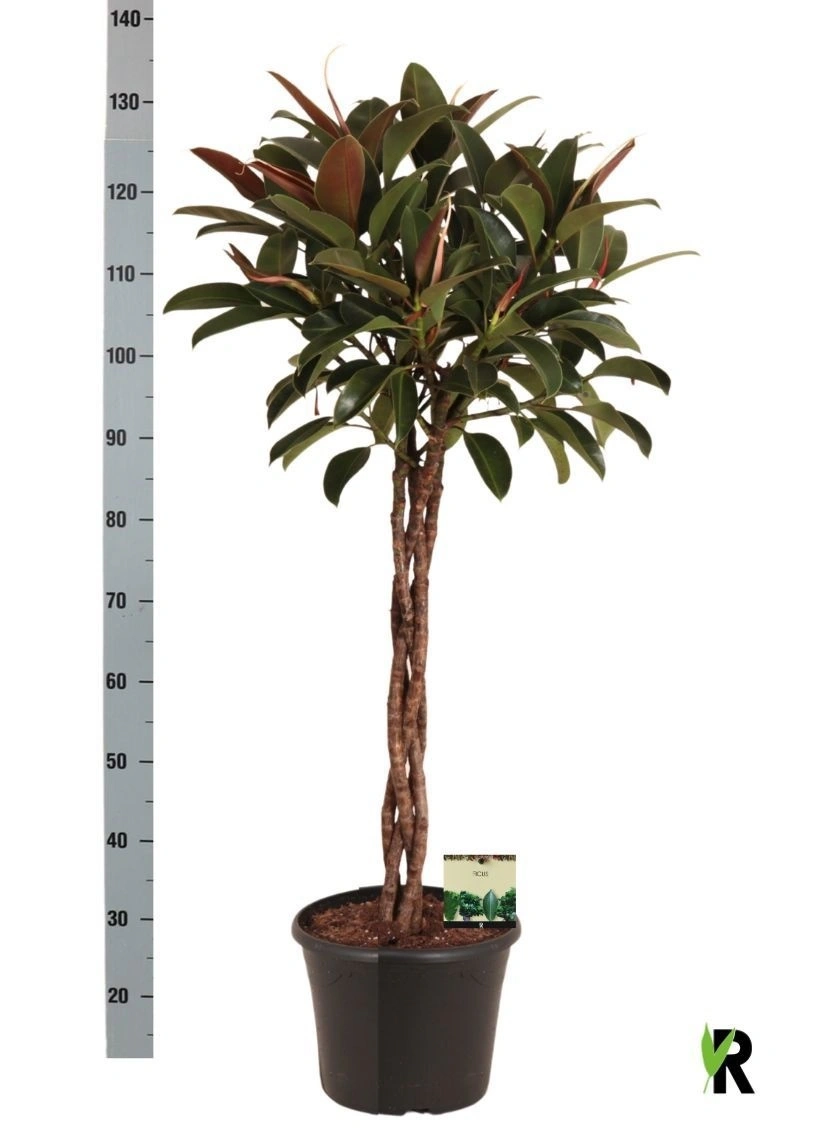 Зображення товару Фікус ел Мелані штамб., артикул: 56887