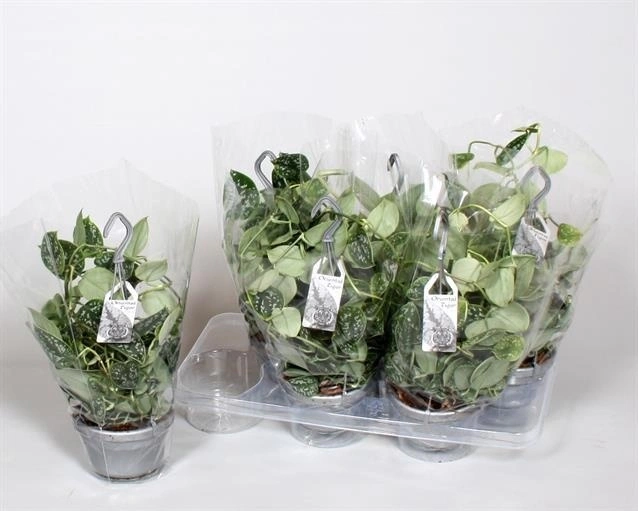 Зображення товару Сциндапсус Піктус Аргіреус, артикул: 56856