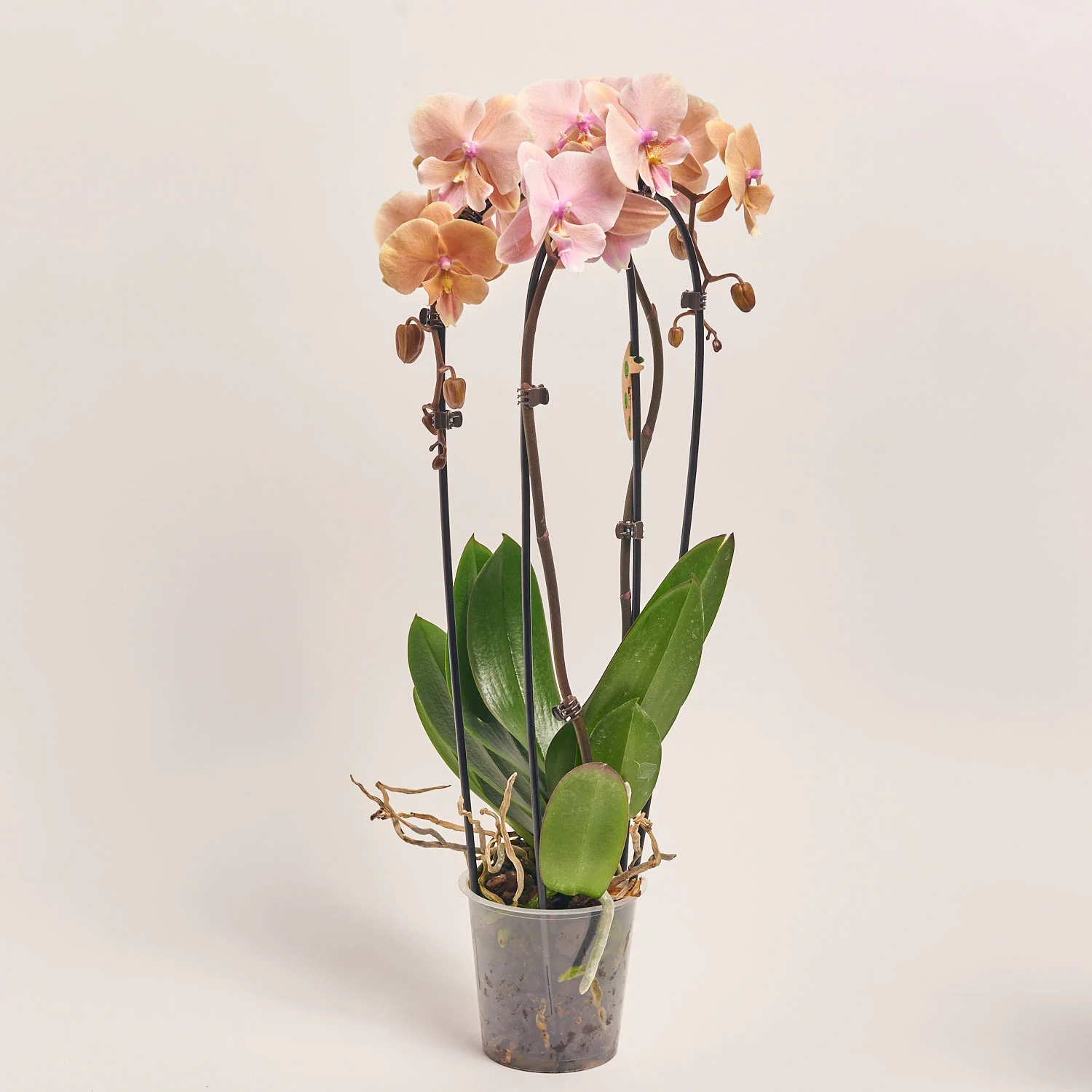 Зображення товару Фаленопсис каскад 2ст. мікс, артикул: 18513