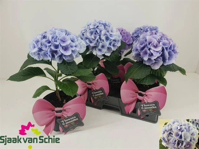 Зображення товару Гортензія Фьюжн, артикул: 57104