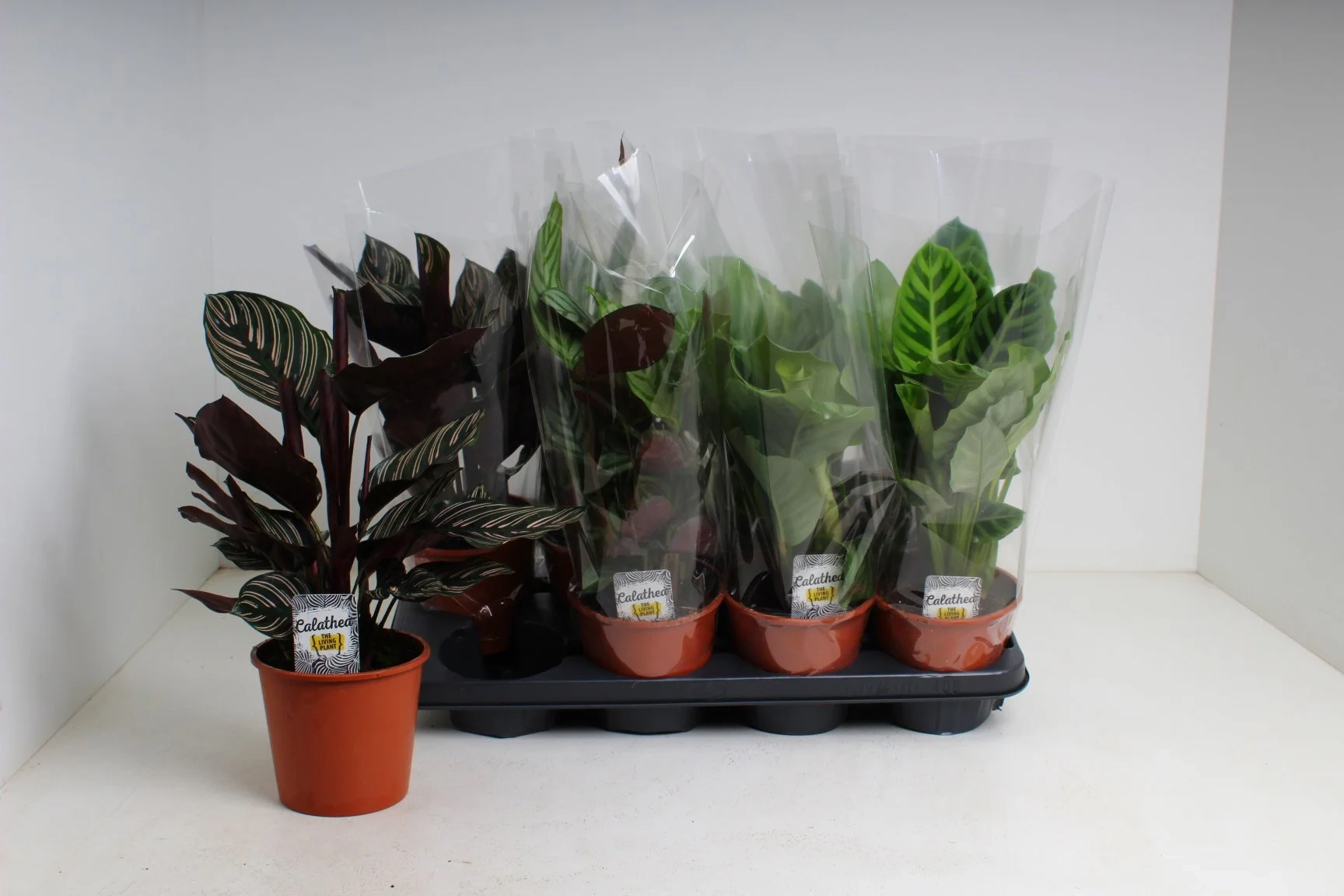 Калатея мікс, артикул: 56848 Зображення товару Калатея мікс, артикул: 56848