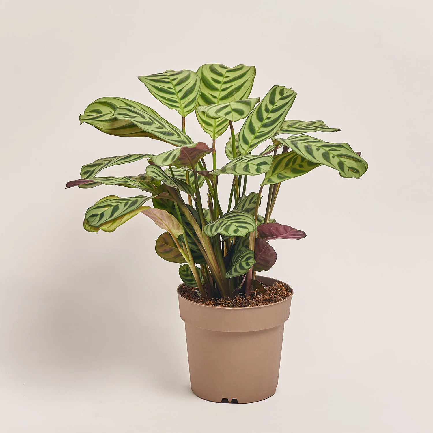 Калатея мікс, артикул: 18458 Зображення товару Калатея мікс, артикул: 18458