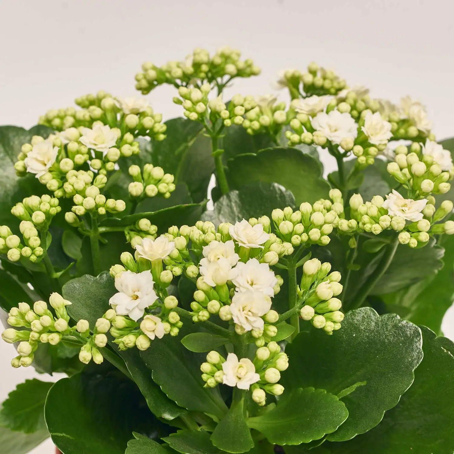 Зображення товару Каланхоє мікс, артикул: 26106