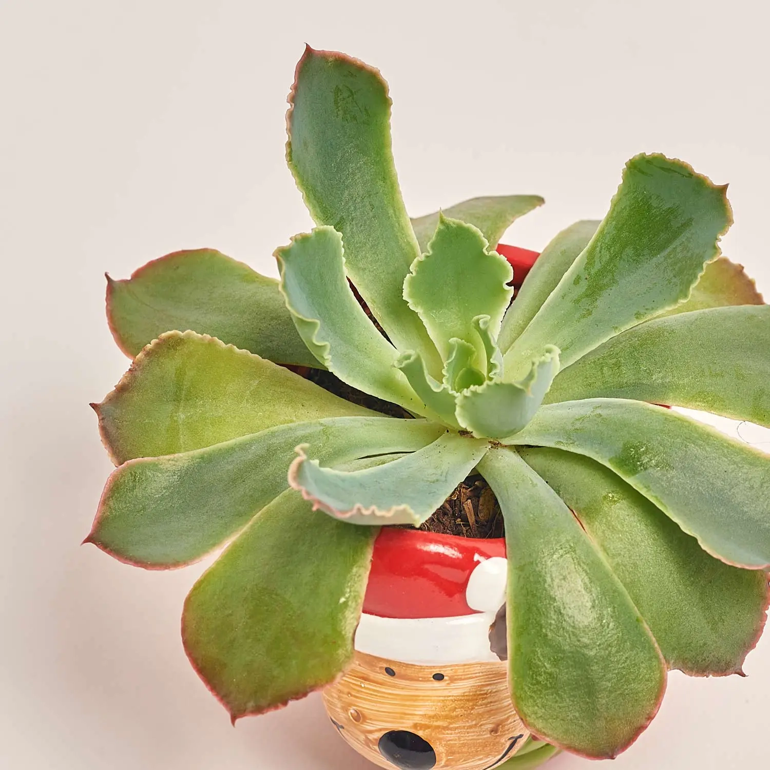 Зображення товару Сукулент мікс "Оленята" в кер., артикул: 53958