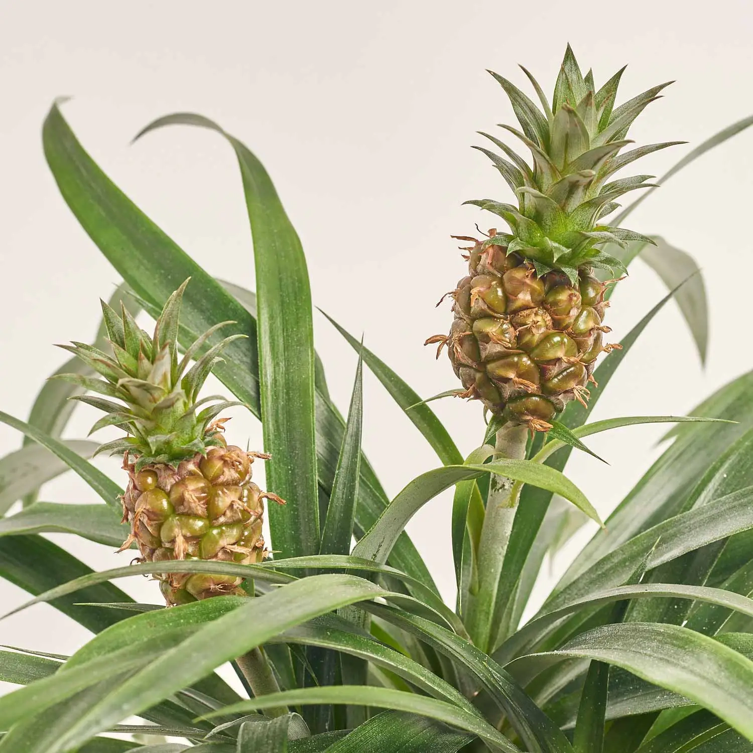 Ананас Аміго 2ст., артикул: 6526 Зображення товару Ананас Аміго 2ст., артикул: 6526