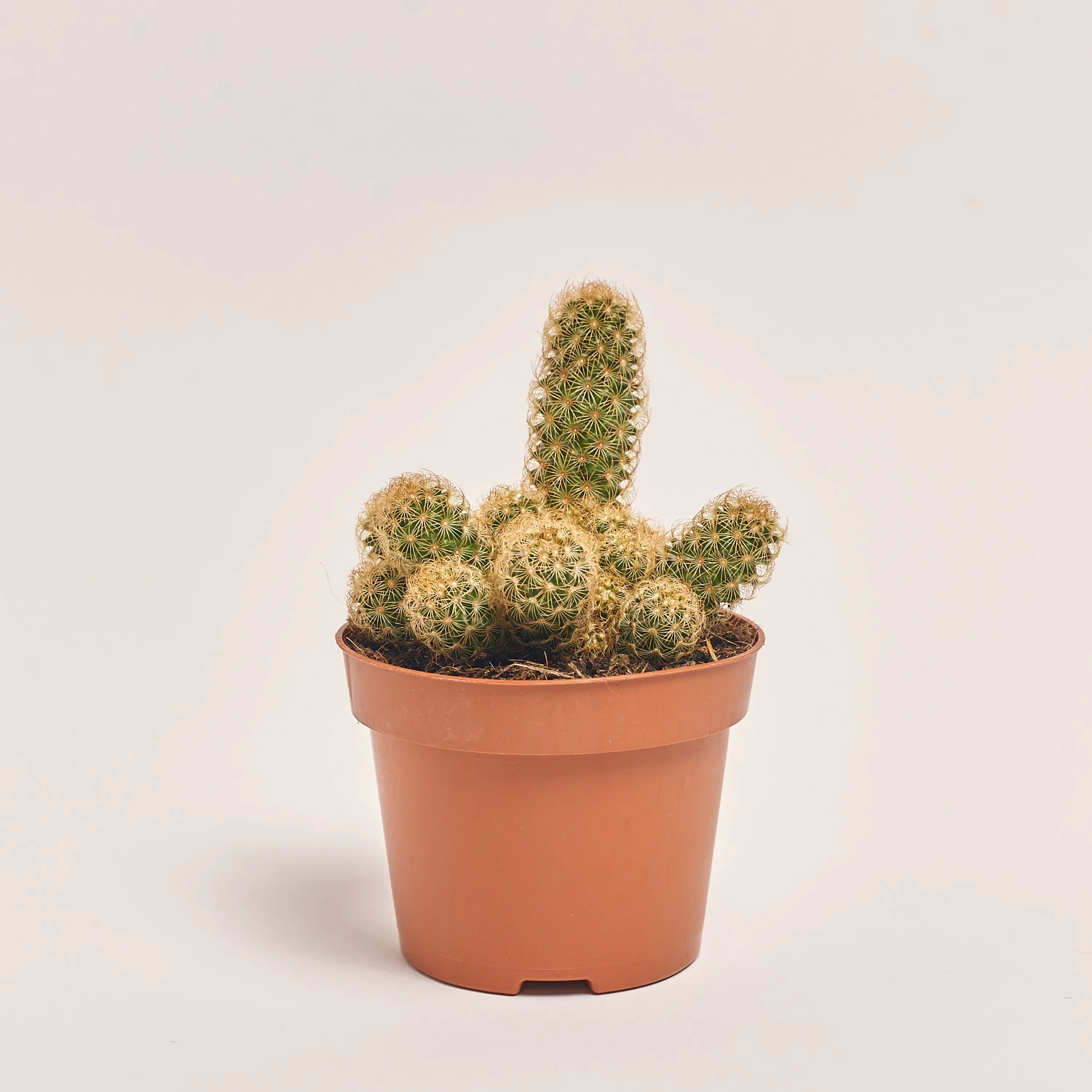 Зображення товару Кактус мікс, артикул: 25671