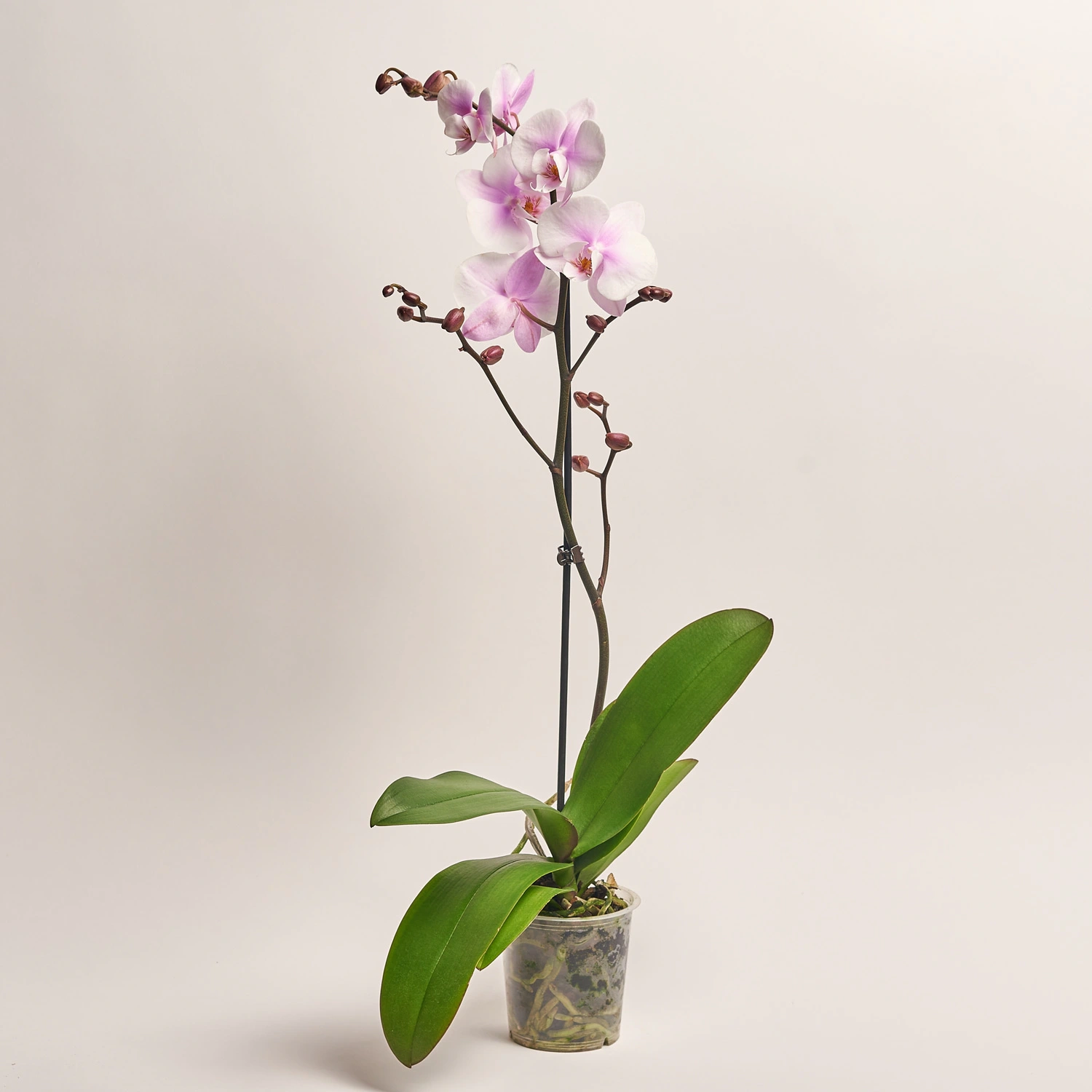 Фаленопсис 1ст. мікс, артикул: 18850 Зображення товару Фаленопсис 1ст. мікс, артикул: 18850