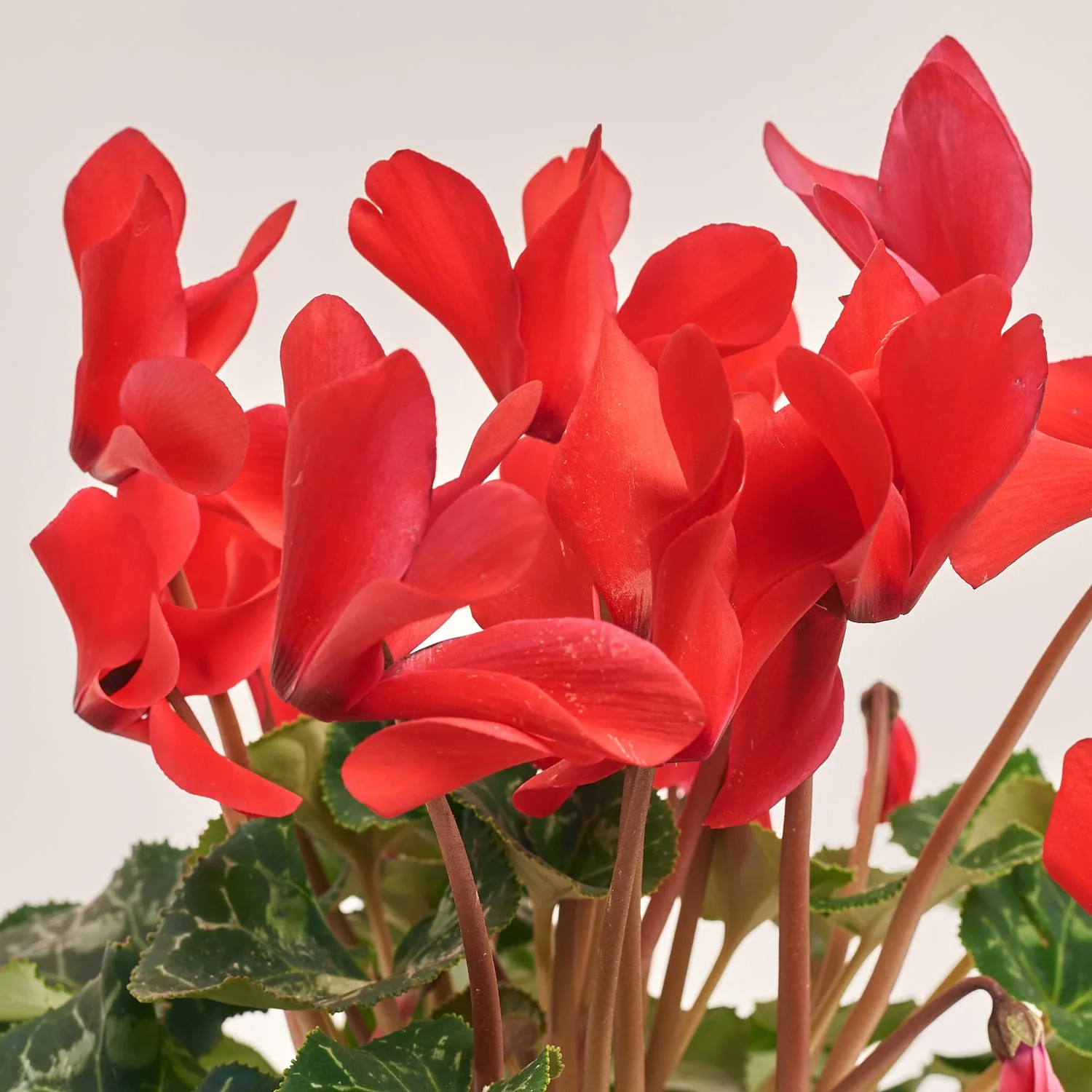 Цикламен XL мікс, артикул: 24014 Зображення товару Цикламен XL мікс, артикул: 24014