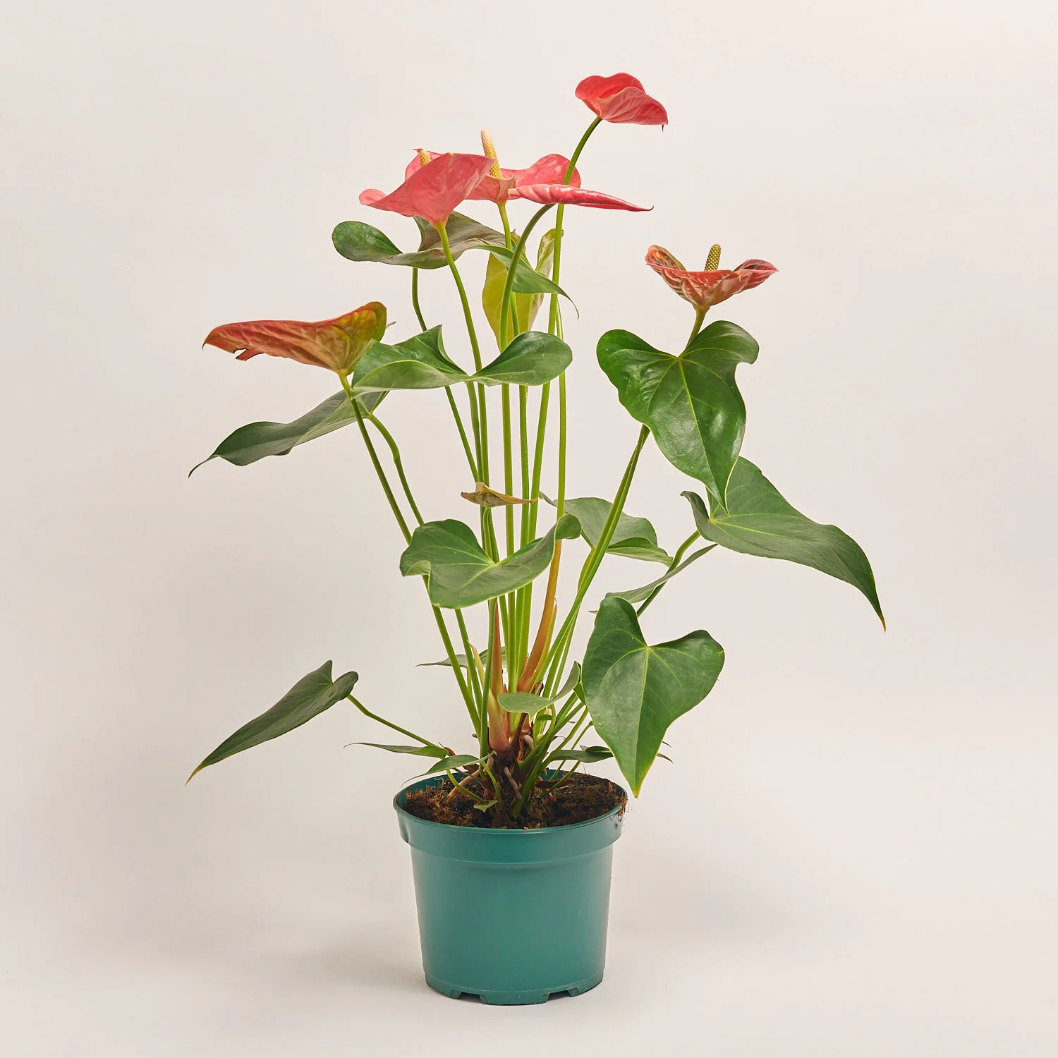 Антуріум Колорадо, артикул: 18965 Зображення товару Антуріум Колорадо, артикул: 18965