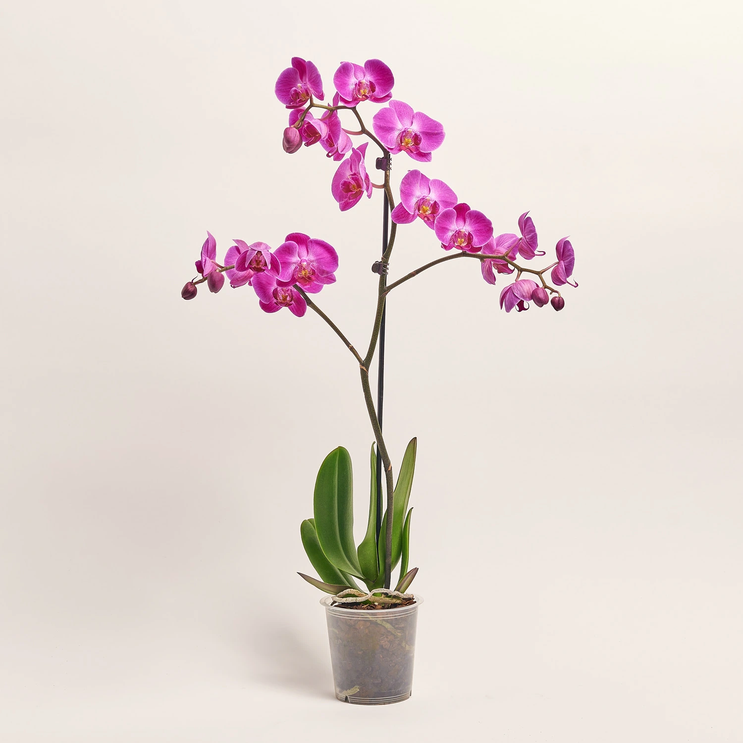 Зображення товару Фаленопсис 1ст. мікс, артикул: 49935