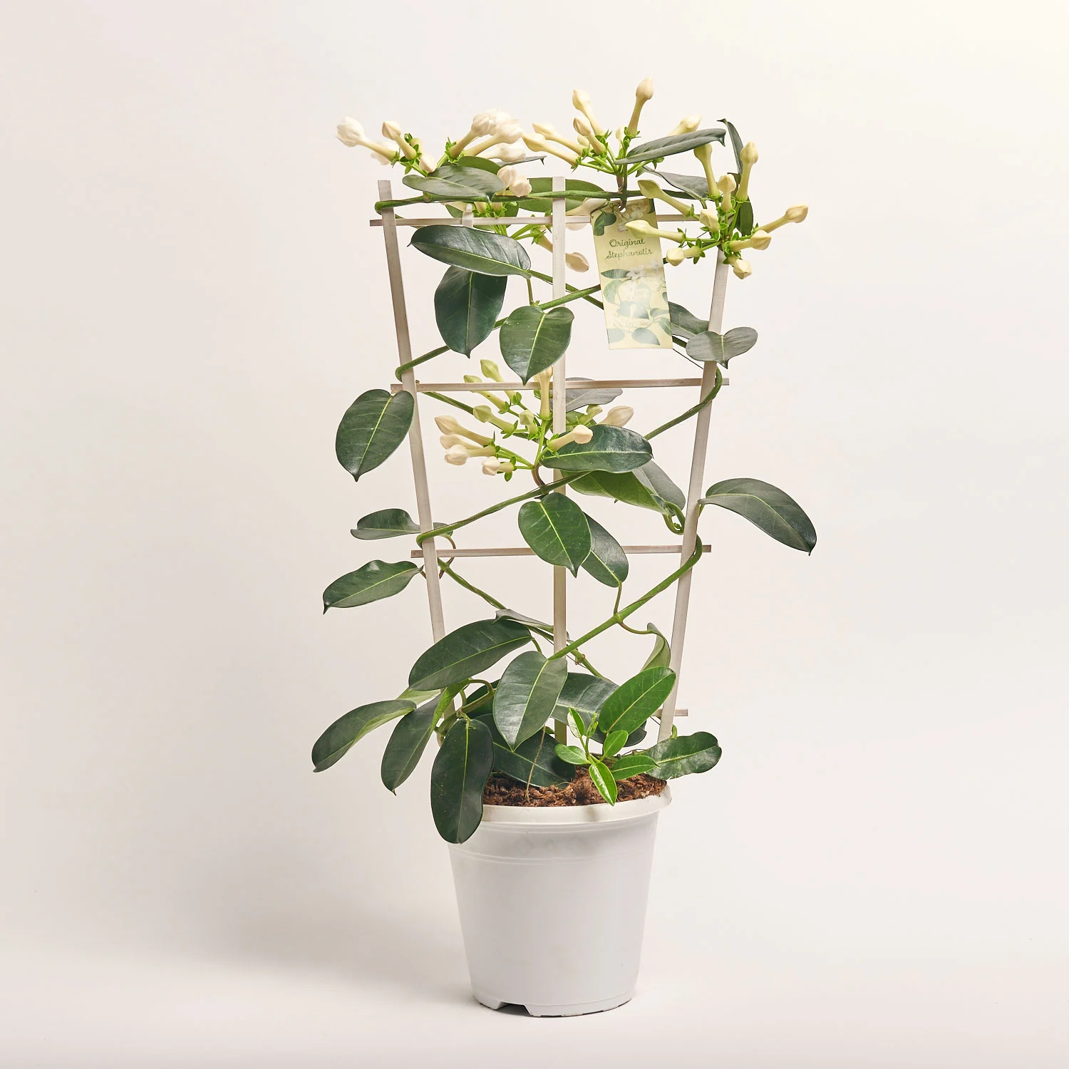 Зображення товару Стефанотіс 7-13, артикул: 36745