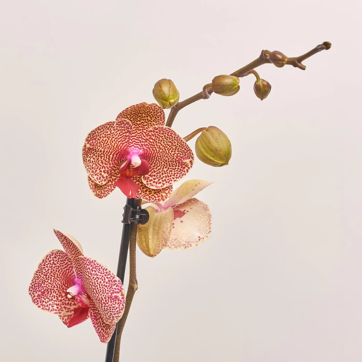 Фаленопсис 1ст. мікс, артикул: 18850 Зображення товару Фаленопсис 1ст. мікс, артикул: 18850