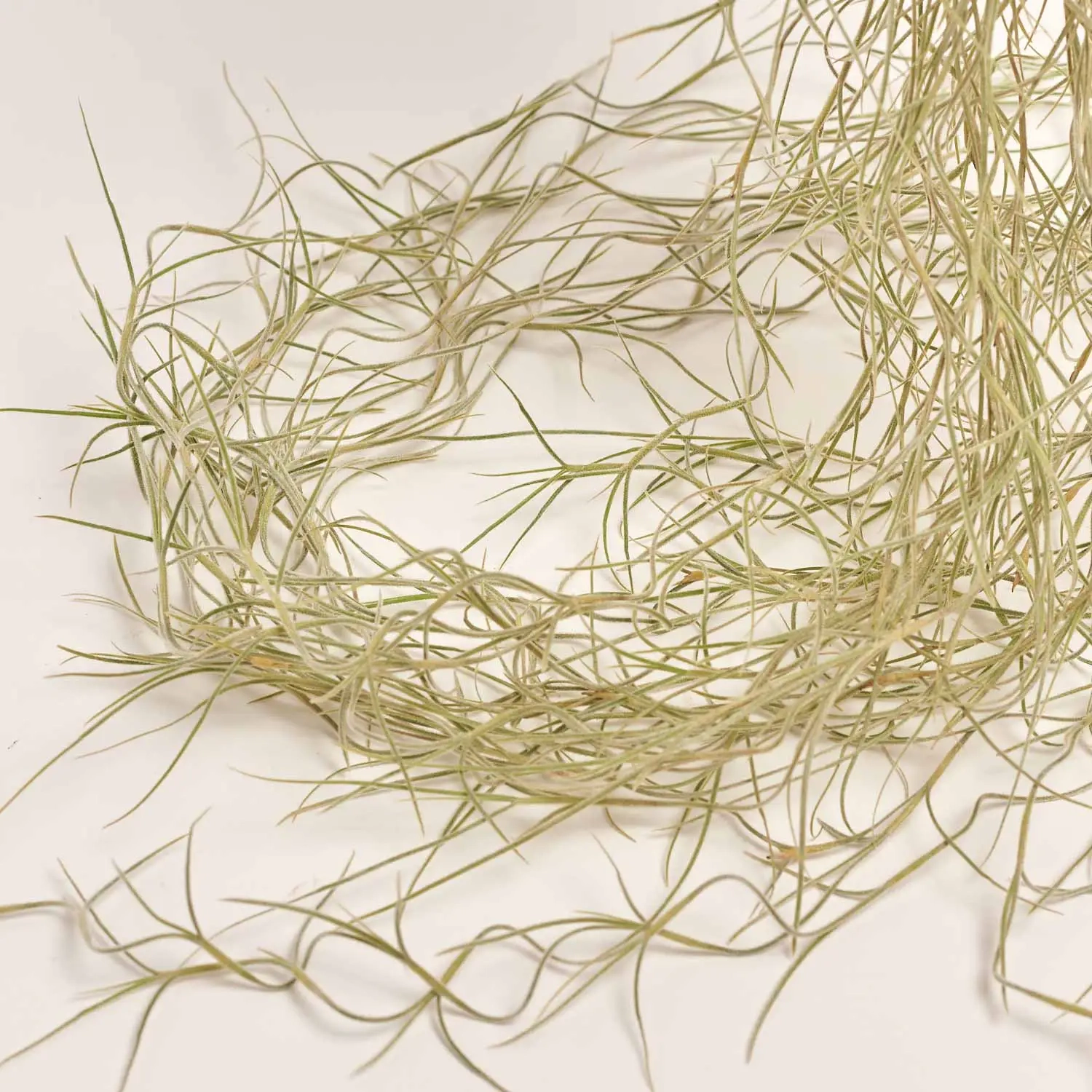 Зображення товару Тілландсія Усневидна, артикул: 55183