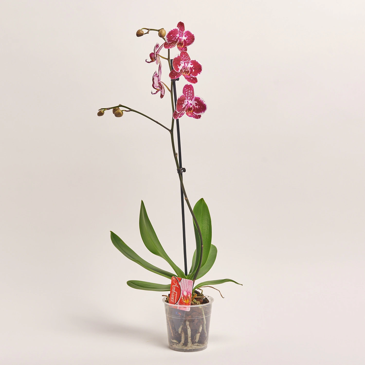 Фаленопсис 1ст. мікс, артикул: 18850 Зображення товару Фаленопсис 1ст. мікс, артикул: 18850