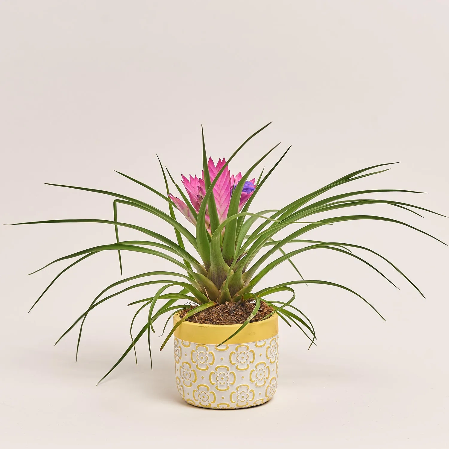 Зображення товару Тілландсія Жозе в кер., артикул: 54791