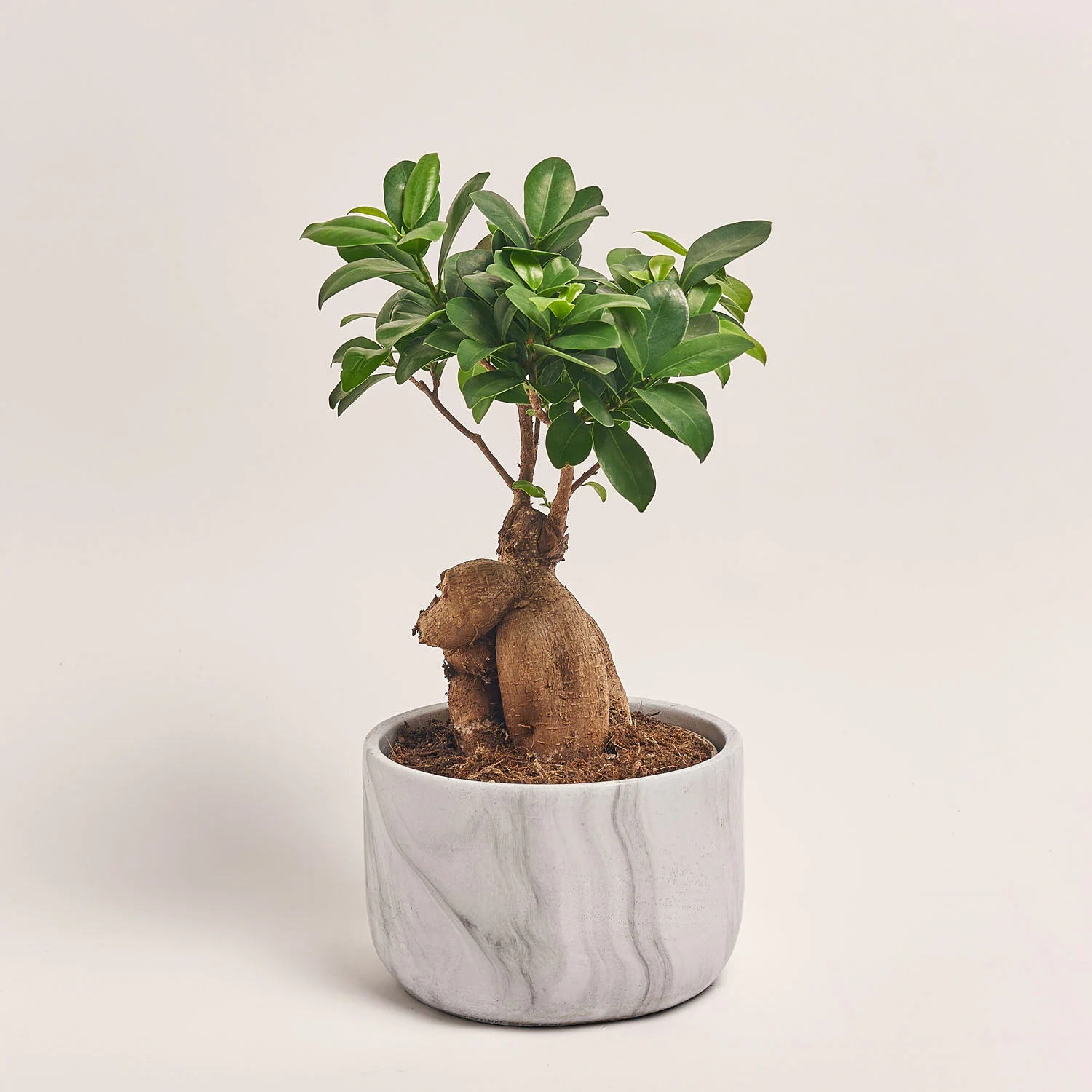 Фікус мікрокарпа Гінсенг в кер., артикул: 30603 Зображення товару Фікус мікрокарпа Гінсенг в кер., артикул: 30603