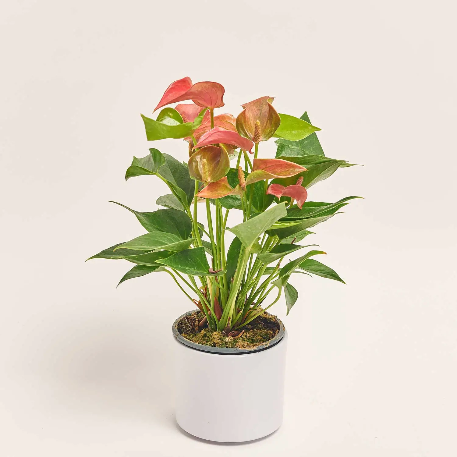 Антуріум Романтіко в кер., артикул: 51739 Зображення товару Антуріум Романтіко в кер., артикул: 51739