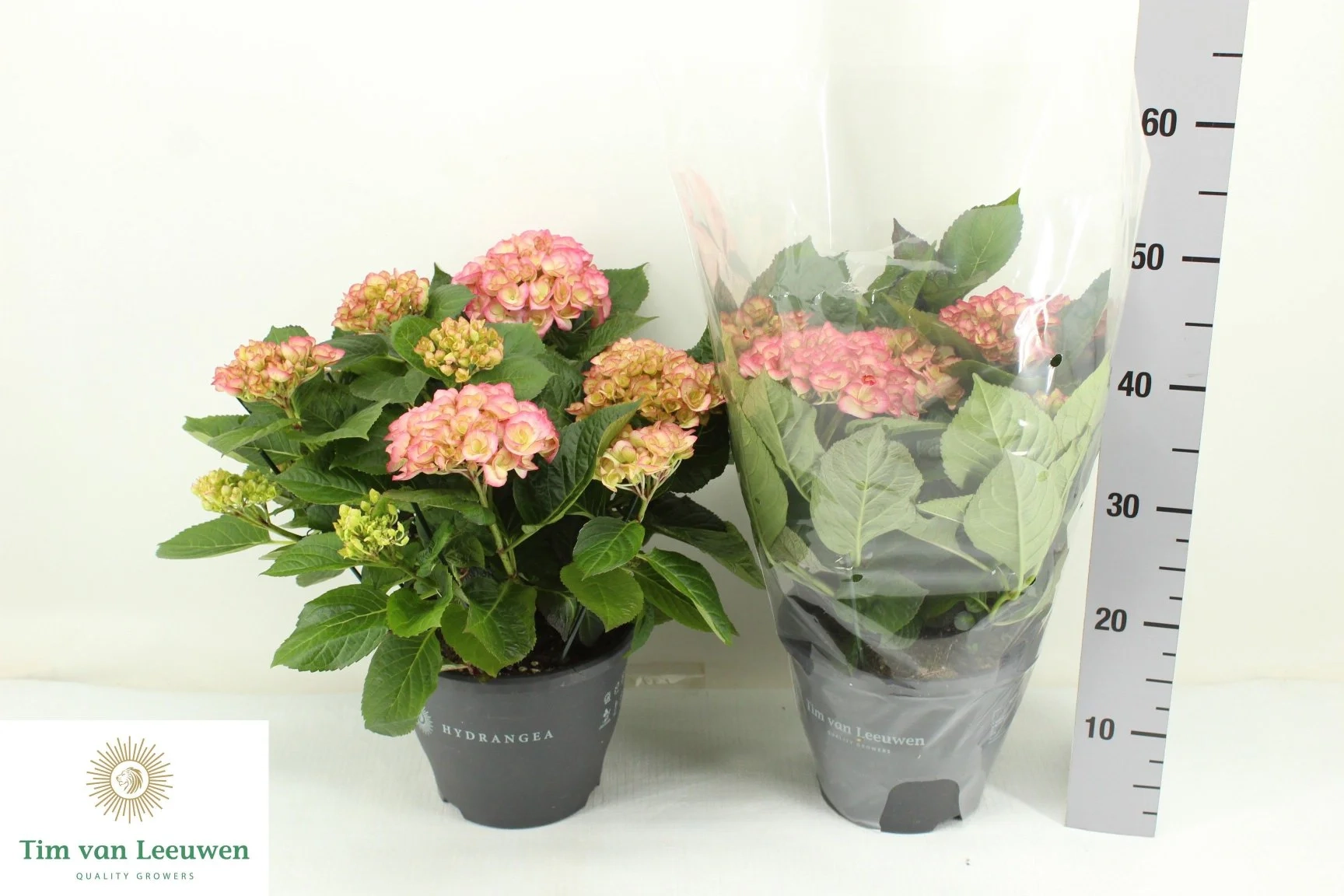 Зображення товару Гортензія Дабл Чік 8ст. рожево-кремова, артикул: 57437