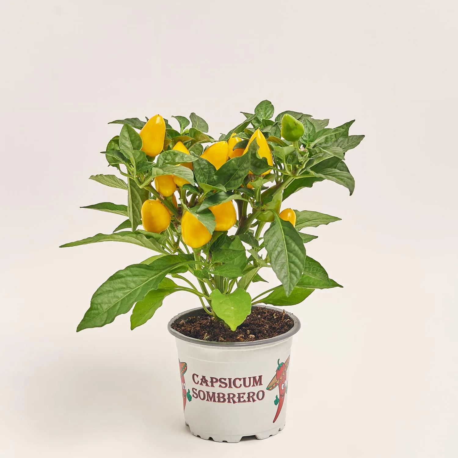 Зображення товару Капсікум Фаворит мікс, артикул: 9947