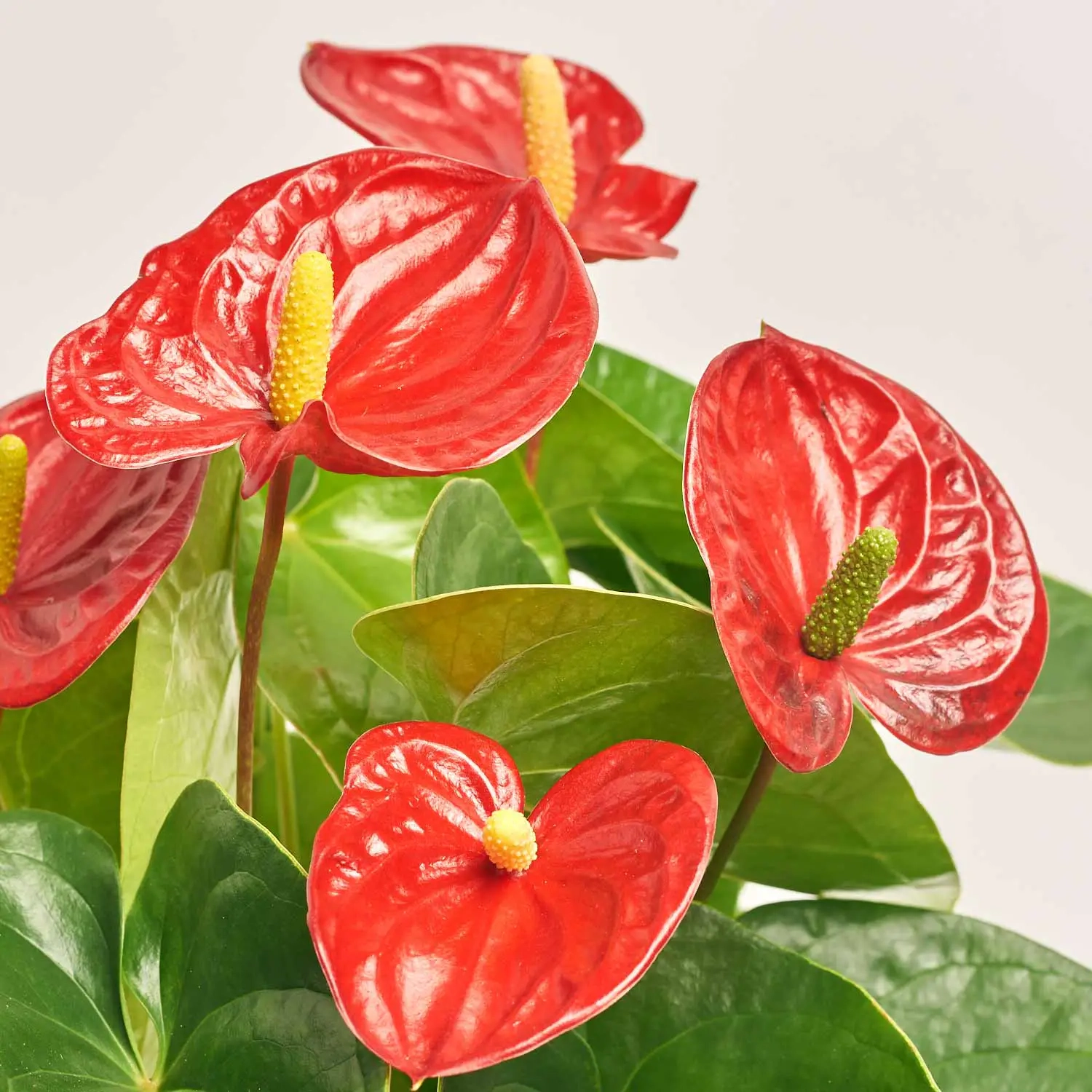 Зображення товару Антуріум Мауі Ред, артикул: 56531