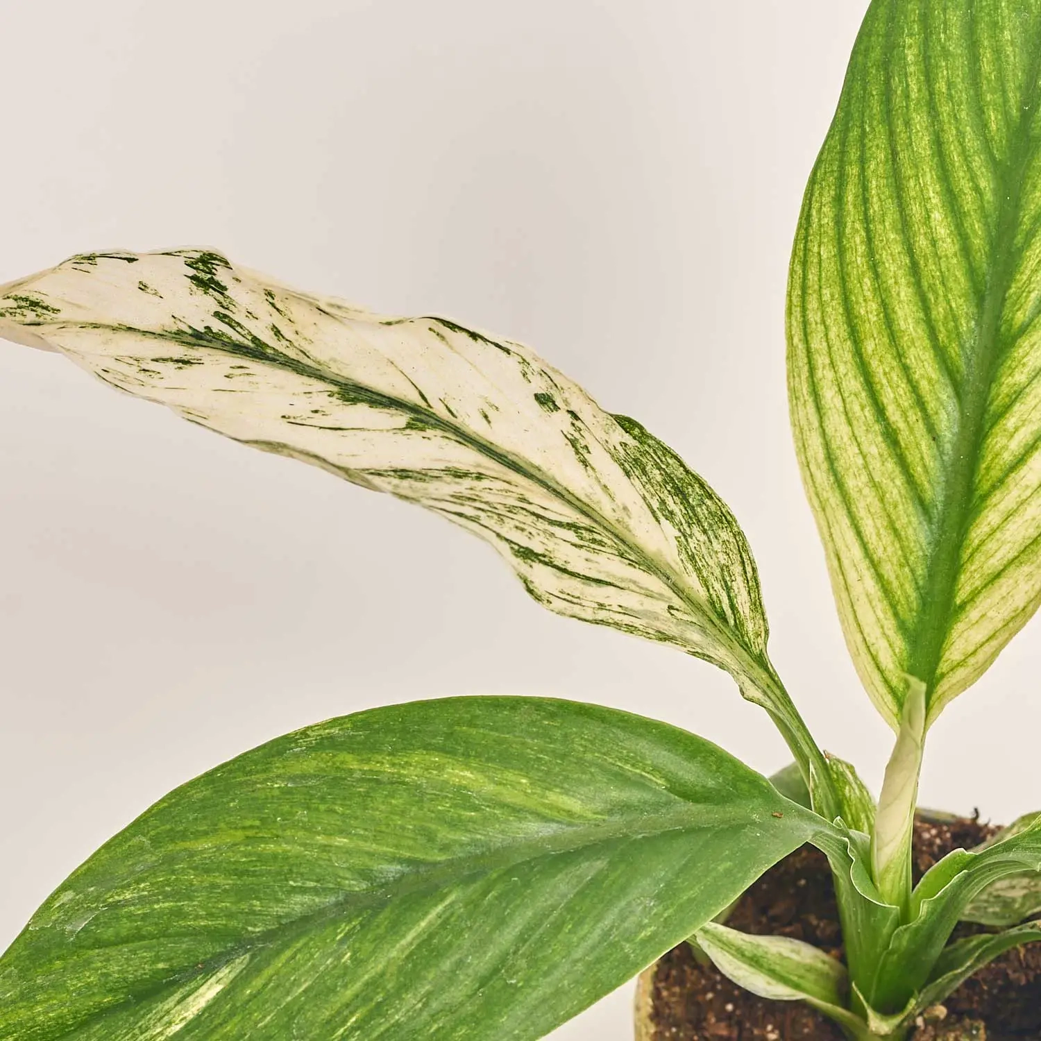 Спатифіллум Сенсація Варієгатний, артикул: 52080 Зображення товару Спатифіллум Сенсація Варієгатний, артикул: 52080