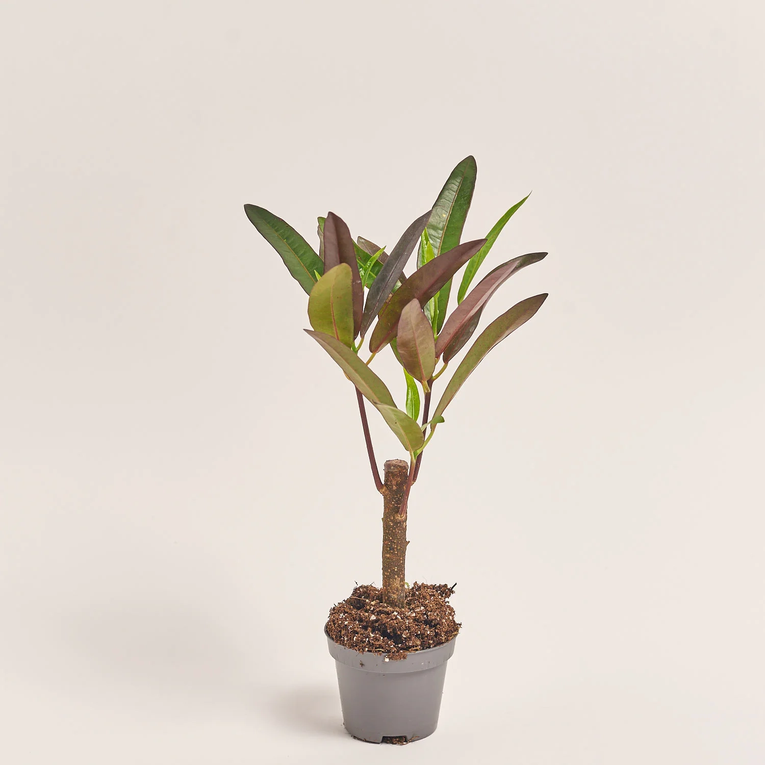 Кодіум Мікс, артикул: 52078 Зображення товару Кодіум Мікс, артикул: 52078