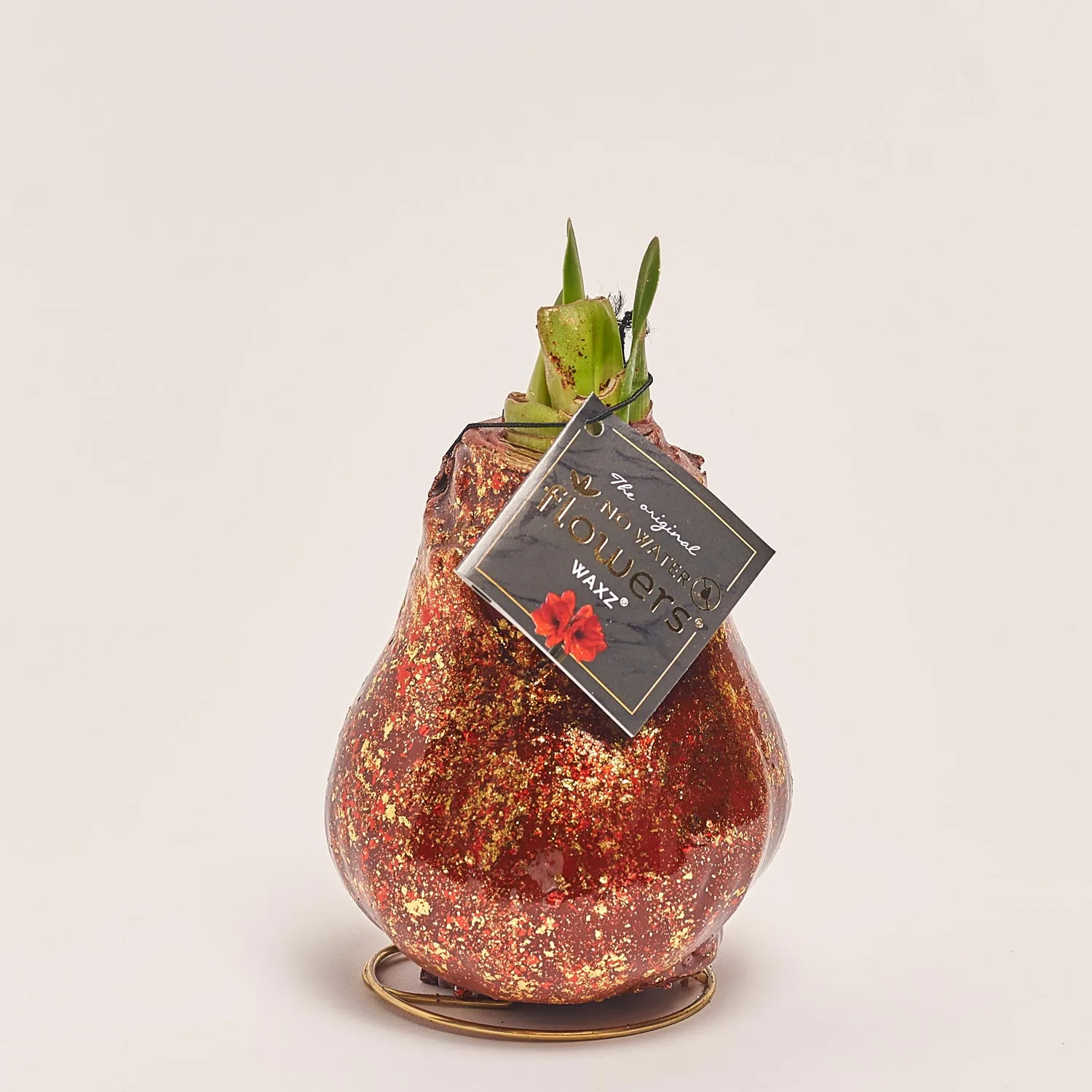 Зображення товару Амариліс "Галаксі Поларіс" у воску, артикул: 53631