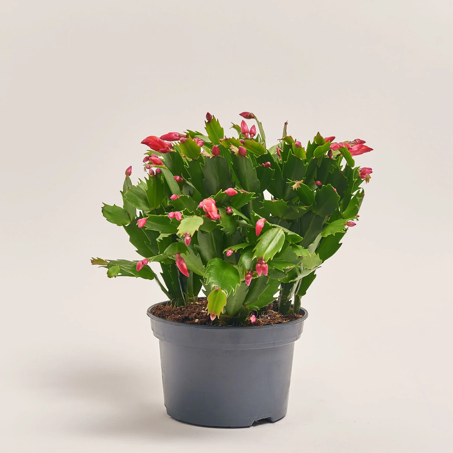 Зображення товару Шлюмбергера мікс, артикул: 42617