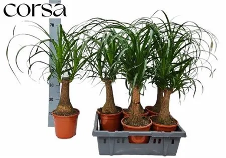 Зображення товару Ноліна Рекурвата, артикул: 52753