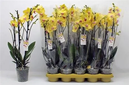 Зображення товару Фаленопсис "Лаймлайт" 3ст., артикул: 53458