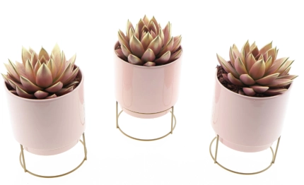 Зображення товару Сукулент "Лав Делюкс" в кер., артикул: 57013