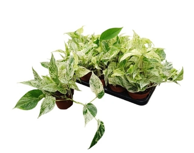 Зображення товару Епіпремнум Сноу Леопард, артикул: 61680