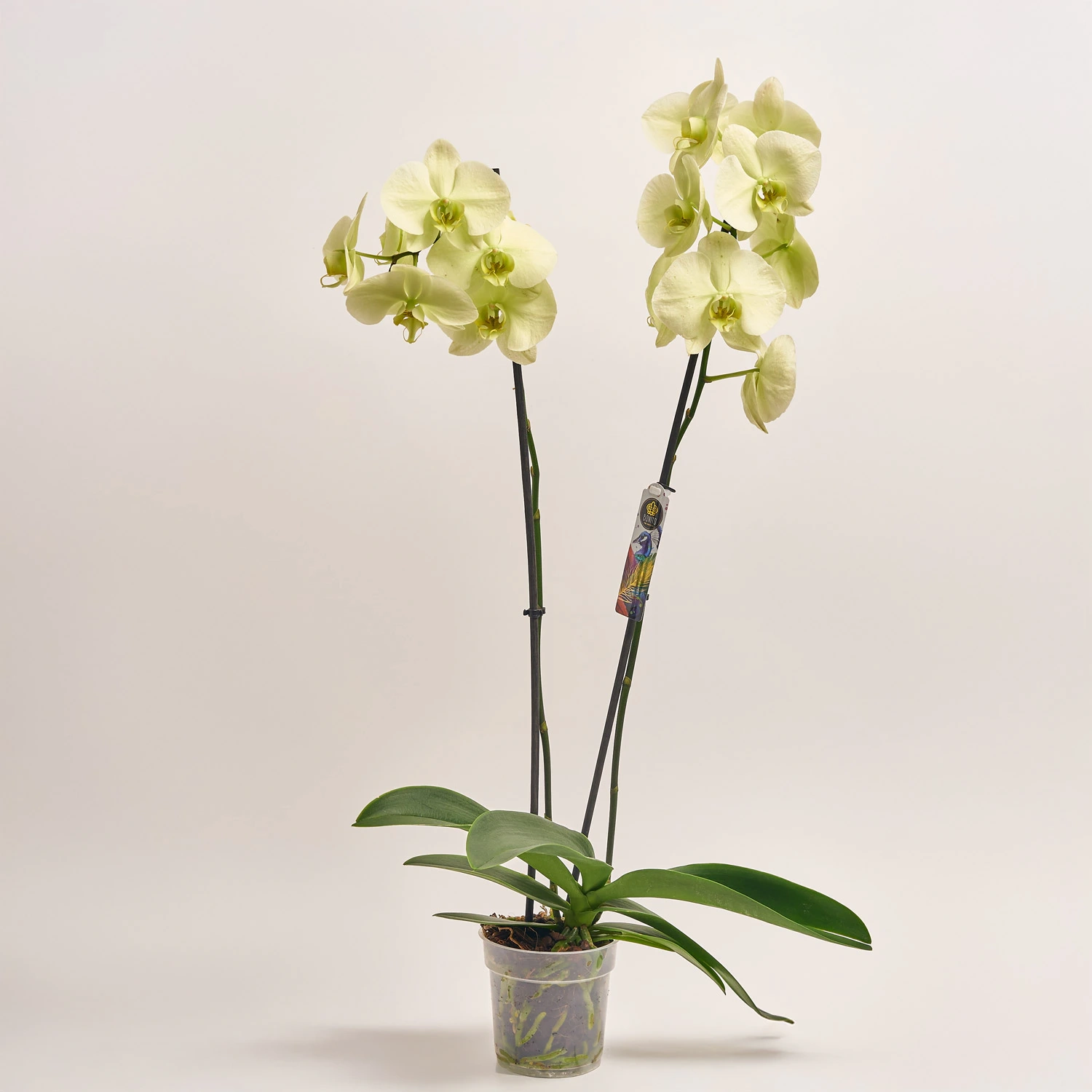 Зображення товару Фаленопсис 2ст. мікс, артикул: 18519