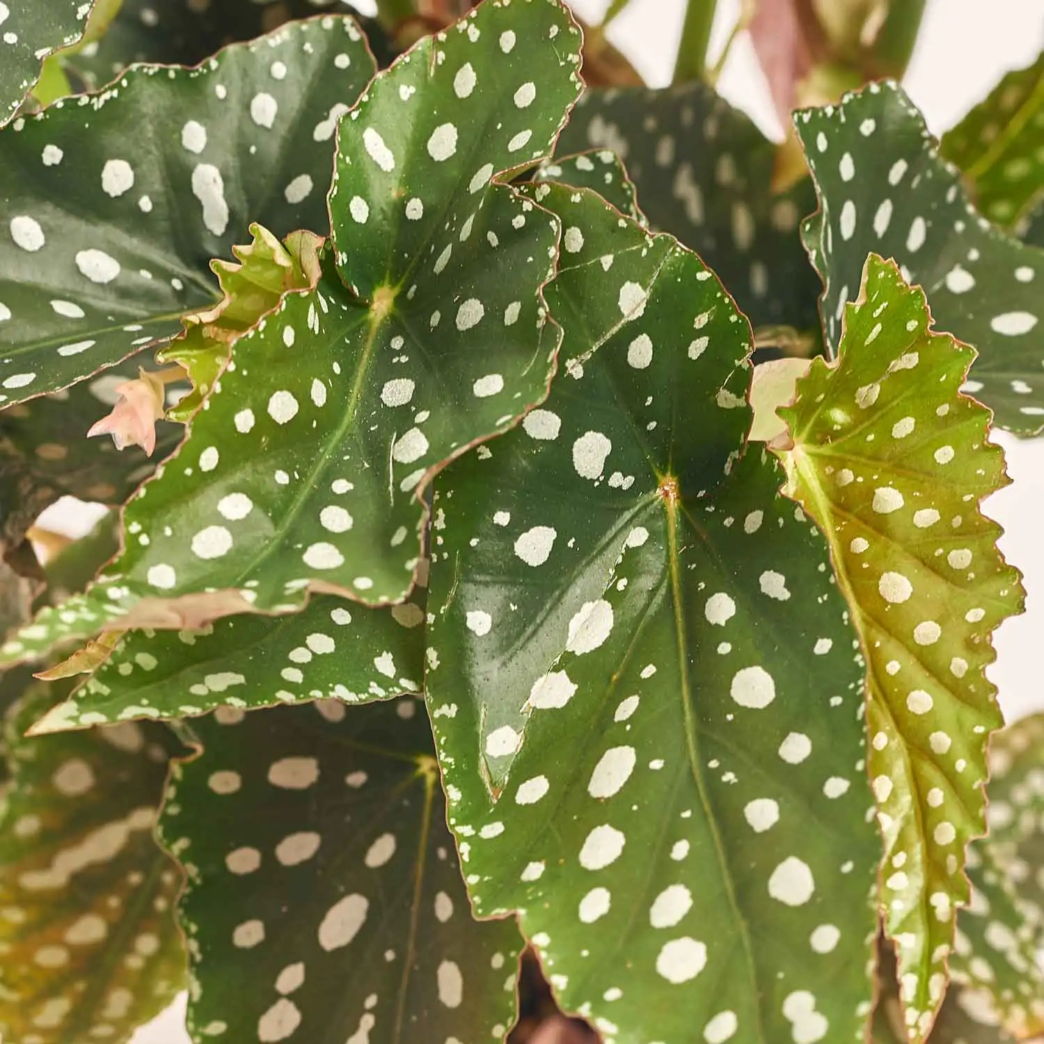 Зображення товару Бегонія Макулата Спотл Грін, артикул: 51539