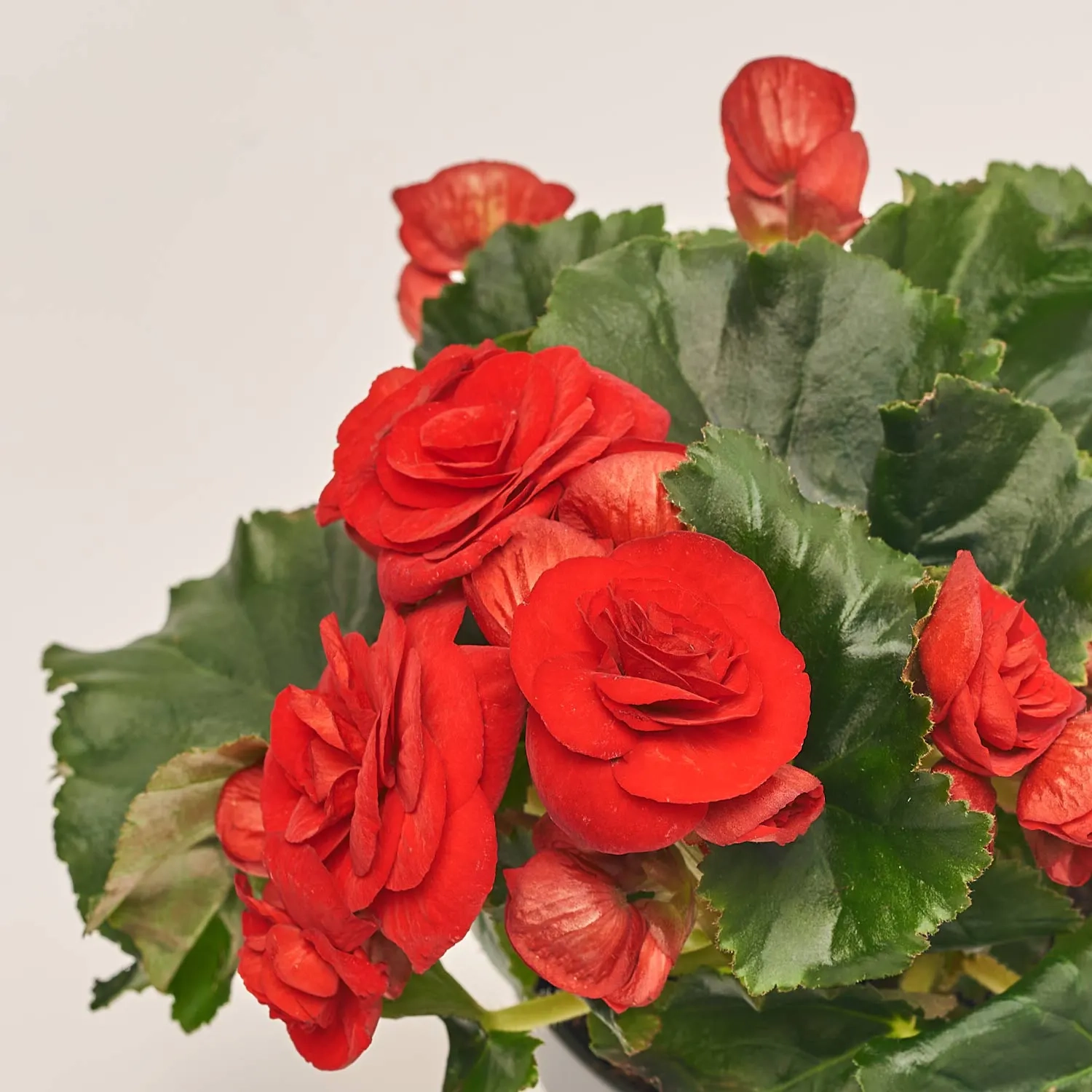 Бегонія мікс, артикул: 19041 Зображення товару Бегонія мікс, артикул: 19041